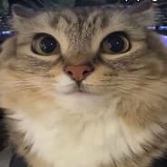 Avatar of player котик попик