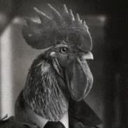 Avatar of player King_of_chickens