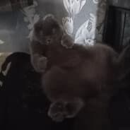Avatar of player PlushaCat