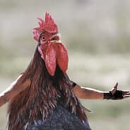 Avatar of player петушок джо